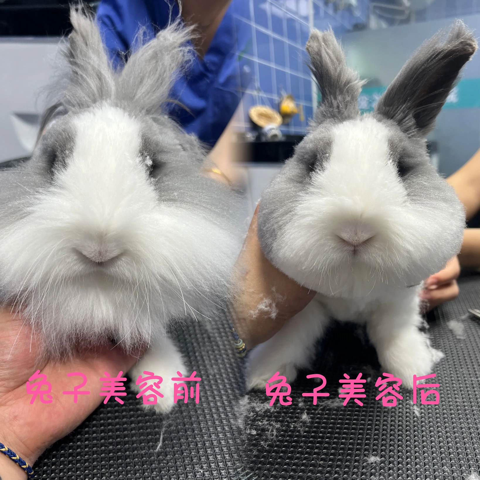 郑州宠物医院