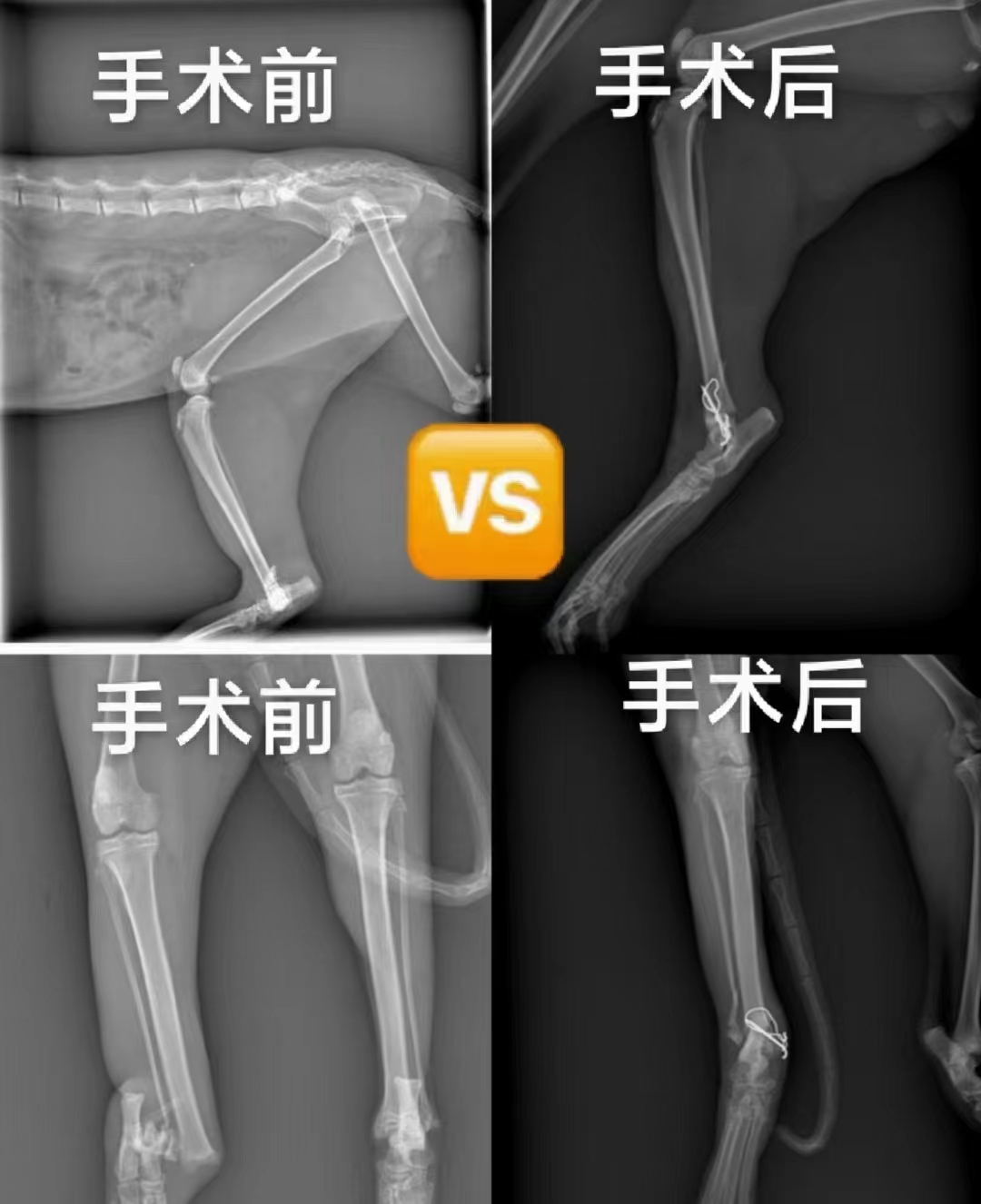 宠物医保